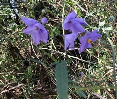 Solanum amygdalifolium