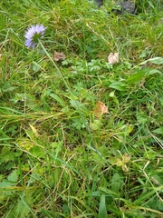 Knautia arvensis