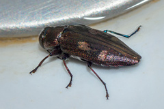 Chrysobothris solieri