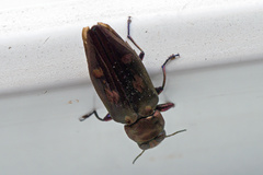Chrysobothris solieri