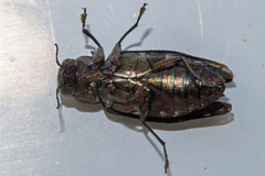 Chrysobothris solieri