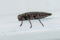Chrysobothris solieri