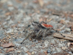 Phidippus kastoni