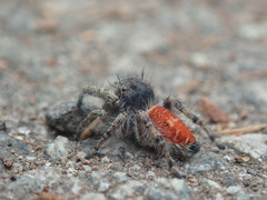 Phidippus kastoni