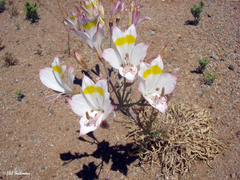 Alstroemeria leporina