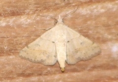 Hemeroplanis rectalis