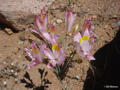 Alstroemeria leporina