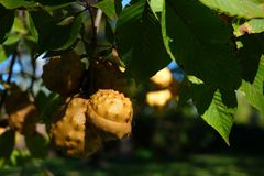Aesculus glabra