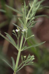 Teucrium trifidum