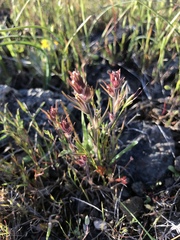 Castilleja attenuata