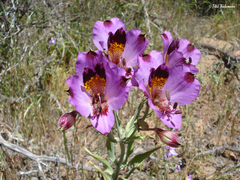 Alstroemeria magnifica