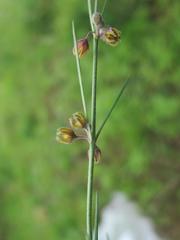 Aspidoglossum woodii