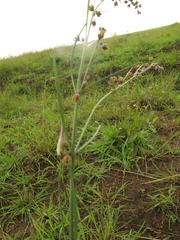 Aspidoglossum woodii