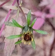 Bidens frondosa