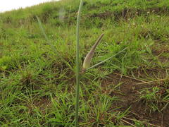 Aspidoglossum woodii