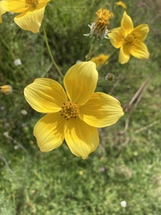 Bidens serrulata