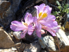 Alstroemeria violacea