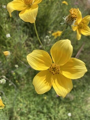 Bidens serrulata