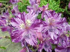 Alstroemeria violacea