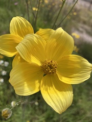 Bidens serrulata