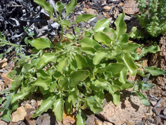 Alstroemeria violacea