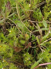 Tridax trilobata