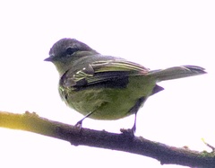 Zimmerius viridiflavus