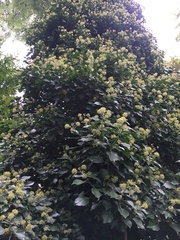 Hedera helix