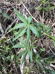 Cissus palmata