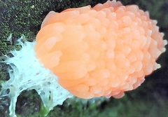 Tubifera ferruginosa