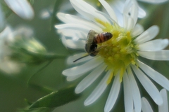Lasioglossum zephyrus