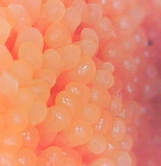 Tubifera ferruginosa