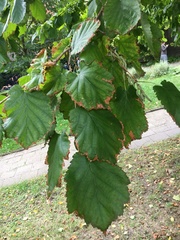 Corylus colurna
