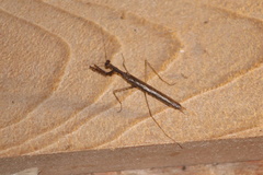 Bistanta mexicana