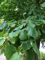 Corylus colurna