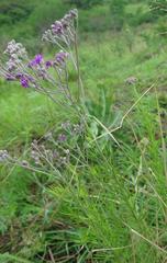 Vernonia capensis