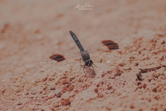 Brachythemis impartita