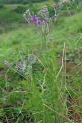 Vernonia capensis