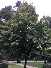 Corylus colurna