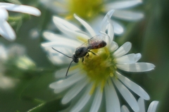 Lasioglossum zephyrus