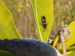 Oncopeltus fasciatus