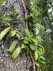 Hydrangea serratifolia