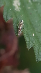 Eupteryx decemnotata