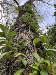 Hydrangea serratifolia