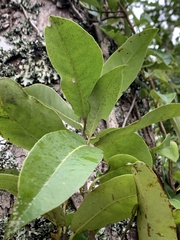 Hydrangea serratifolia