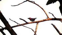 Lybius torquatus torquatus