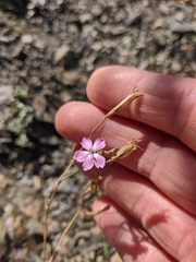 Dianthus humilis