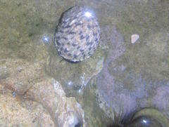 Nerita textilis