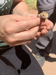 Sceloporus uniformis