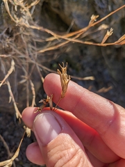 Dianthus humilis